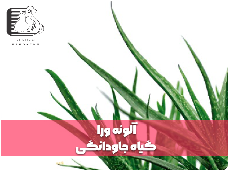 آلوئه ورا: گیاه جاودانگی